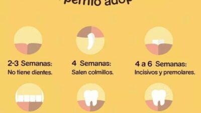 consejos basados en la edad de tu mascota