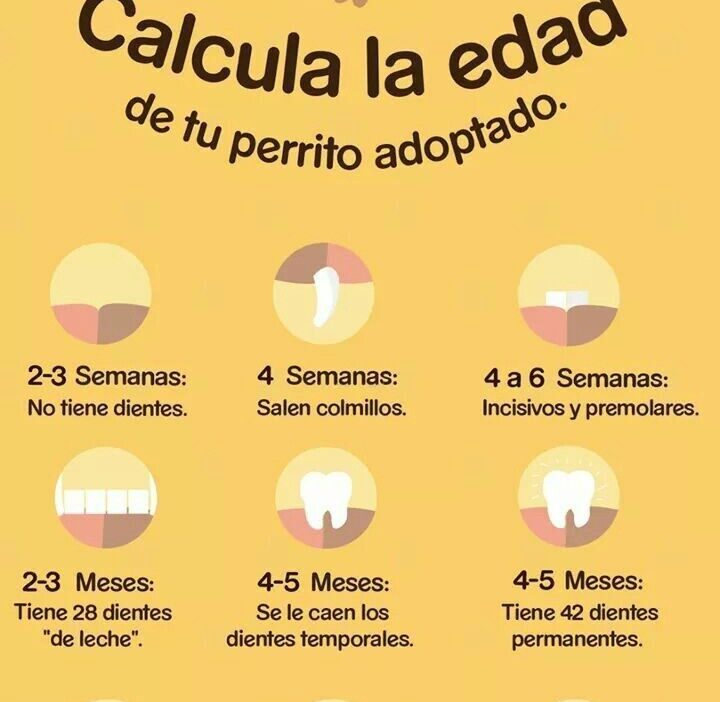 consejos basados en la edad de tu mascota