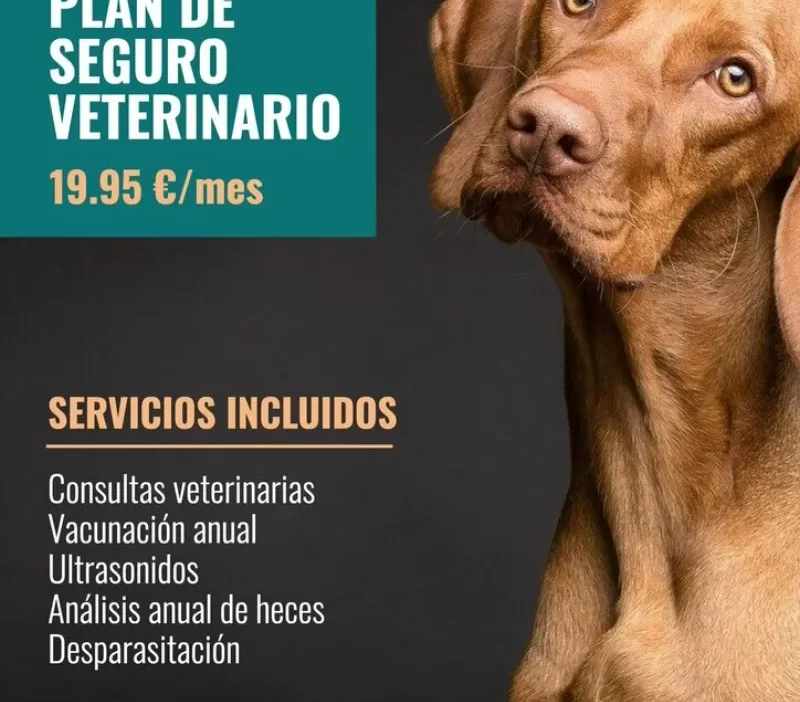 consejos para personalizar tu plan veterinario