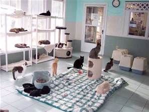 ideas para incluir multiples pets