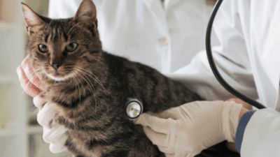 mejores opciones para gatos con condiciones preexistentes