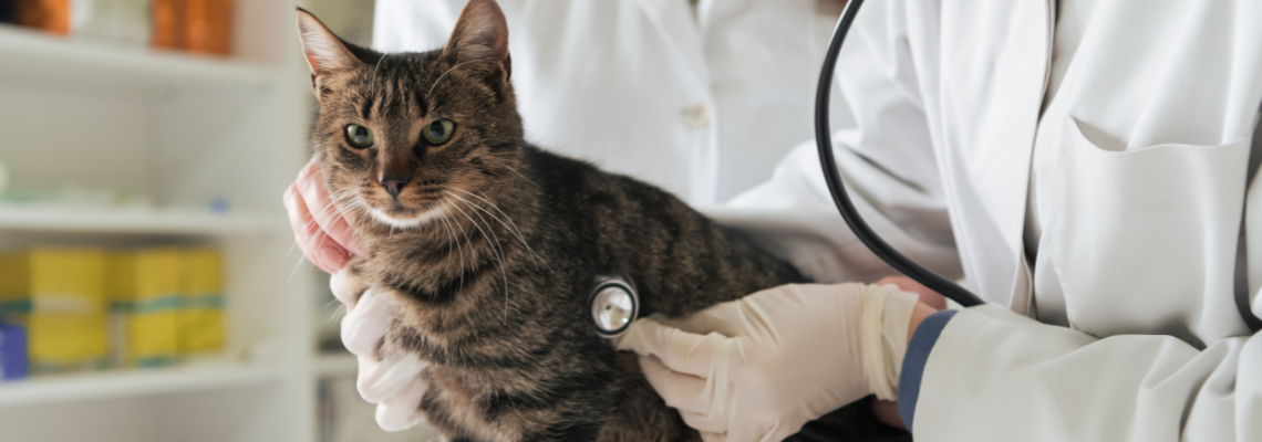 mejores opciones para gatos con condiciones