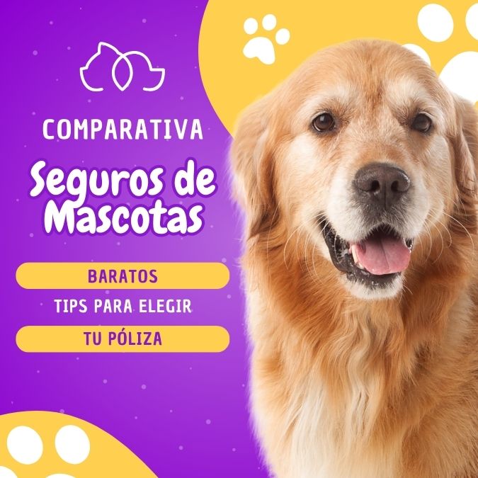 mejores seguros de mascotas para perros y gatos