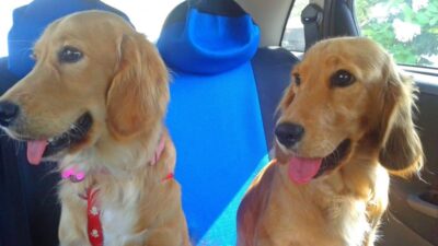 mejores seguros para viajes con mascotas