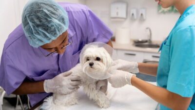 mitos populares sobre seguros de animales