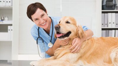 Qué cubre realmente el seguro de responsabilidad civil para perros