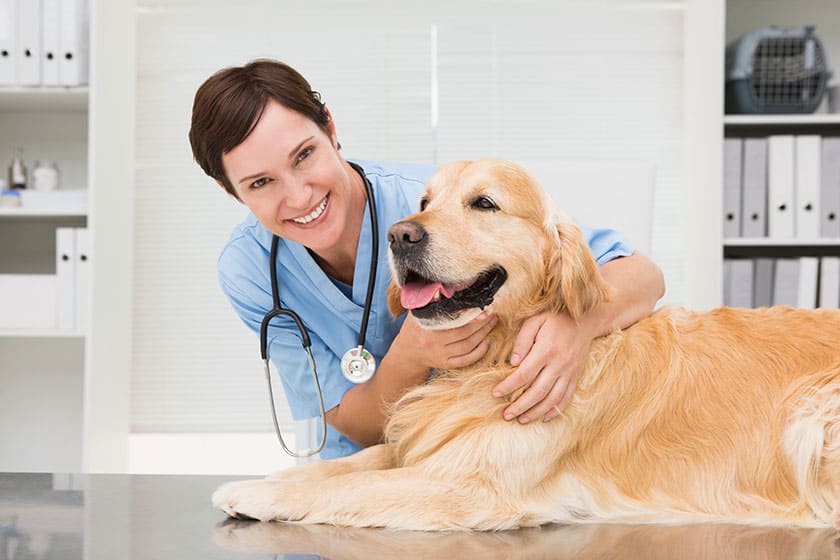Qué cubre realmente el seguro de responsabilidad civil para perros